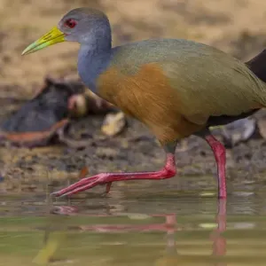 L'Amérique du Sud. Le Brésil. Aramides cajaneus (râle à gorge grise) est un oiseau commun. L'Amérique du Sud. Le Brésil. Aramides cajaneus (râle à gorge grise) est un oiseau commun.