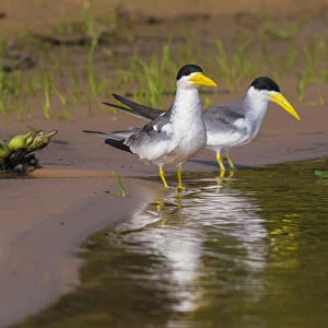 South America. Brazil. A group of large-billed terns (Phaetusa simplex) wades along