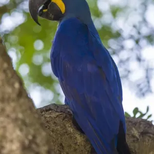 South America. Brazil. Hyacynth macaw (Anodorhynchus hyacinthinus), a vulnerable species of parrot South America. Brazil. Hyacynth macaw (Anodorhynchus hyacinthinus), a vulnerable species of parrot