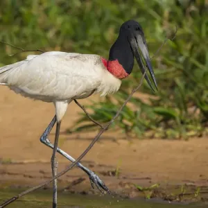 L'Amérique du Sud. Le Brésil. Un jabiru (Jabiru mycteria) se déplace le long des rives d'un fleuve dans la Pantanaux. L'Amérique du Sud. Le Brésil. Un jabiru (Jabiru mycteria) se déplace le long des rives d'un fleuve dans la Pantanaux.