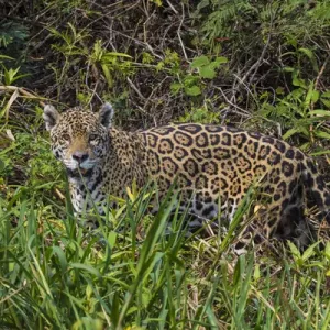 South America. Brazil. A jaguar (Panthera onca), an apex predator, walks along South America. Brazil. A jaguar (Panthera onca), an apex predator, walks along