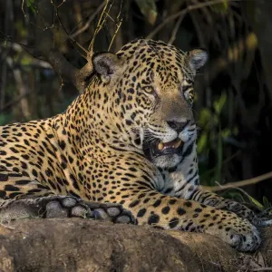 Südamerika Brasilien Ein Jaguar (Panthera onca) ein Höhergestellter Jäger ruht entlang der Südamerika Brasilien Ein Jaguar (Panthera onca) ein Höhergestellter Jäger ruht entlang der