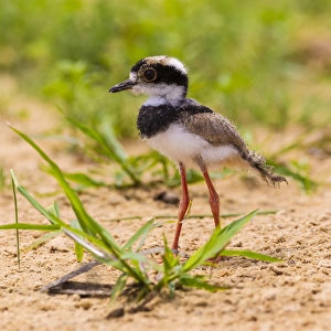 South America. Brazil. A juvenile pied lapwing (Vanellus cayanus) along the banks