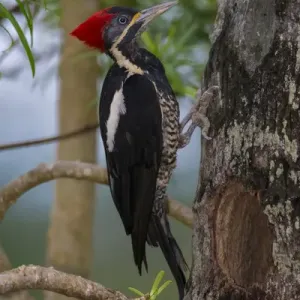 South America. Brazil. Lineated woodpecker (Dryocopus lineatus) in the Pantanal South America. Brazil. Lineated woodpecker (Dryocopus lineatus) in the Pantanal