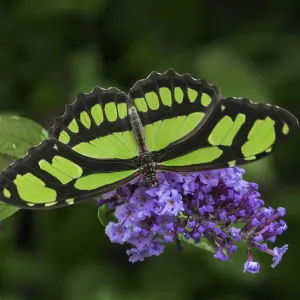 South America, Brazil. Malachite butterfly feeding on flowers South America, Brazil. Malachite butterfly feeding on flowers