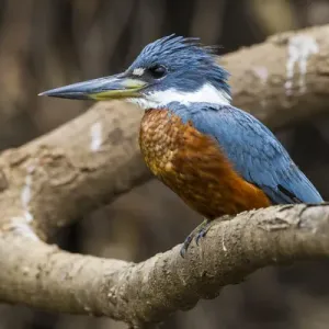 South America. Brazil. A male Amazon kingfisher (Chloroceryle amazona) commonly found South America. Brazil. A male Amazon kingfisher (Chloroceryle amazona) commonly found