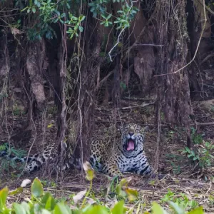 L'Amérique du Sud. Le Brésil. Un mâle jaguar (Panthera onca), un prédateur d'apex chassant le long de. L'Amérique du Sud. Le Brésil. Un mâle jaguar (Panthera onca), un prédateur d'apex chassant le long de.