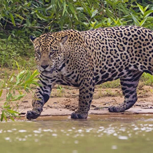 South America. Brazil. A male jaguar (Panthera onca), an apex predator hunting along