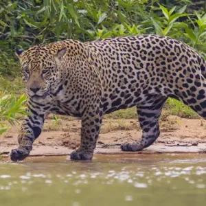 L'Amérique du Sud. Le Brésil. Un mâle jaguar (Panthera onca), un prédateur à la cime de l'échelle chassant le long. L'Amérique du Sud. Le Brésil. Un mâle jaguar (Panthera onca), un prédateur à la cime de l'échelle chassant le long.