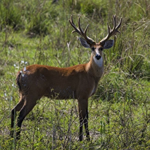 South America. Brazil. A male marsh deer (Blastocerus dichotomus) has not yet shed