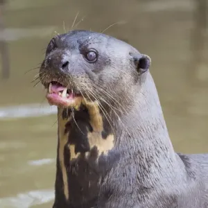 South America, Brazil, Mato Grosso, The Pantanal, giant otter, (Pteronura brasiliensis) South America, Brazil, Mato Grosso, The Pantanal, giant otter, (Pteronura brasiliensis)