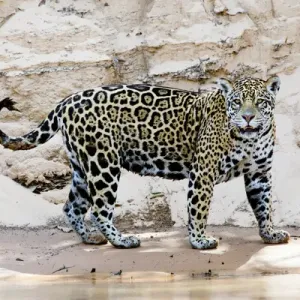 South America, Brazil, Mato Grosso, The Pantanal, Cuiaba River, jaguar (Panthera onca) South America, Brazil, Mato Grosso, The Pantanal, Cuiaba River, jaguar (Panthera onca)