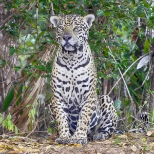 South America, Brazil, Mato Grosso, The Pantanal, Rio Cuiaba, jaguar (Panthera onca) South America, Brazil, Mato Grosso, The Pantanal, Rio Cuiaba, jaguar (Panthera onca)