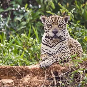South America, Brazil, Mato Grosso, The Pantanal, Rio Cuiaba, jaguar (Panthera onca) South America, Brazil, Mato Grosso, The Pantanal, Rio Cuiaba, jaguar (Panthera onca)