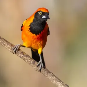 South America, Brazil, Mato Grosso, The Pantanal, orange-backed troupial, (Icterus croconotus) South America, Brazil, Mato Grosso, The Pantanal, orange-backed troupial, (Icterus croconotus)