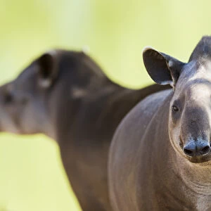 South America, Brazil, Mato Grosso, Cuiaba, Cuiaba Zoo, Brazilian tapir, (Tapirs terrestris)
