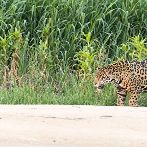 South America, Brazil, Mato Grosso, The Pantanal, Rio Cuiaba jaguar (Panthera onca)