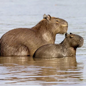 South America, Brazil, Mato Grosso, The Pantanal, Rio Cuiaba, capybara, (Hydrochaeris hydrochaeris)