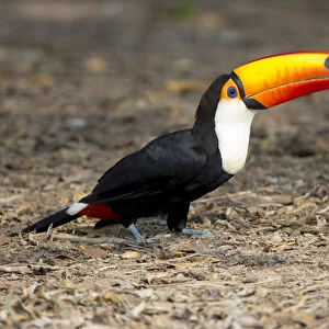 South America, Brazil, Mato Grosso, The Pantanal, toco toucan (Ramphastos toco)