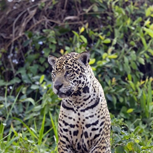 South America, Brazil, Mato Grosso, The Pantanal, jaguar (Panthera onca)