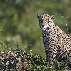 South America, Brazil, Mato Grosso, The Pantanal, Rio Cuiaba, jaguar (Panthera onca)