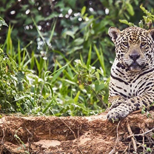South America, Brazil, Mato Grosso, The Pantanal, Rio Cuiaba, jaguar (Panthera onca)