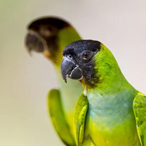 South America, Brazil, Mato Grosso, The Pantanal, black-hooded parakeet, (Nandayus nenday)