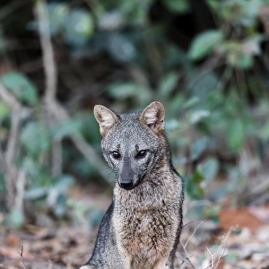 South America, Brazil, Mato Grosso, The Pantanal, crab-eating fox, (Cerdocyon thous)