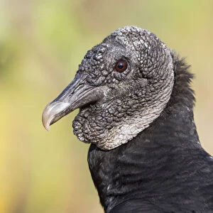 South America, Brazil, Mato Grosso, The Pantanal, black vulture (Coragyps atratus)