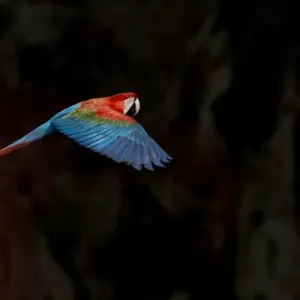 South America, Brazil, Mato Grosso do Sul, Jardim, Sinkhole of the Macaws, red-and-green macaw South America, Brazil, Mato Grosso do Sul, Jardim, Sinkhole of the Macaws, red-and-green macaw