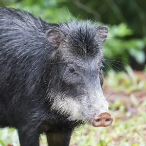 Südamerika Brasilien Mato-Grosso-do-Sul Weißlippenpezärp Tayassu pecari Südamerika Brasilien Mato-Grosso-do-Sul Weißlippenpezärp Tayassu pecari