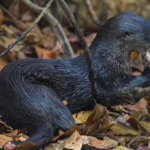 L'Amérique du Sud. Le Brésil. L'otarie neotropicale (Lontra longicaudis), comme communément. L'Amérique du Sud. Le Brésil. L'otarie neotropicale (Lontra longicaudis), comme communément.