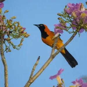 L'Amérique du Sud. Le Brésil. Un troupial à dos orange (Icterus croconotus) récoltant. L'Amérique du Sud. Le Brésil. Un troupial à dos orange (Icterus croconotus) récoltant.