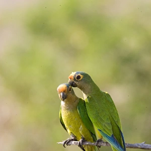 South America, Brazil, Pantanal. Two peach-fronted parakeets on limb
