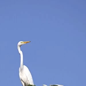 South America, Brazil, Pantanal. The Great Egret in the Pantanal