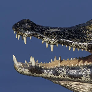 South America, Brazil, Pantanal Close-up of caiman (Caiman crocodilius yacare) head and mouth