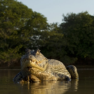 South America, Brazil, Pantanal, Moto Grosso, Spectacled Caiman, Caiman crocodilus
