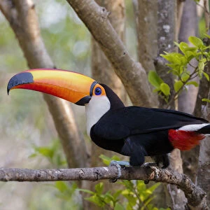 South America, Brazil, The Pantanal, toco toucan, Ramphastos toco