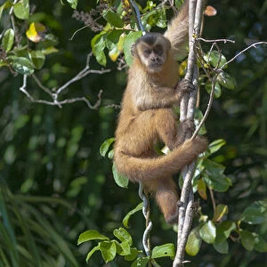 South America, Brazil, The Pantanal Wetland, Capuchin Monkey (Cebus capucinus) climbing