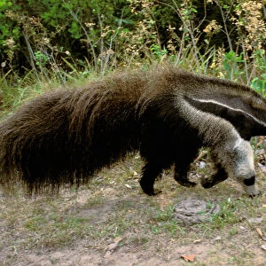 South America, Brazil, Pantenal. Giant Anteater (Myrmecophaga tridactyla)