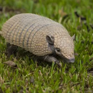 L'Amérique du Sud. Le Brésil. Un pichi, ou tatou d'armadillo nain (Zaedyus pichiy) dans le Pantanal. L'Amérique du Sud. Le Brésil. Un pichi, ou tatou d'armadillo nain (Zaedyus pichiy) dans le Pantanal.