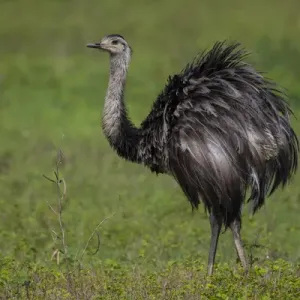 L'Amérique du Sud. Le Brésil. Une rhéa (Rhea americana), une grande oiseau liée à l'autruche. L'Amérique du Sud. Le Brésil. Une rhéa (Rhea americana), une grande oiseau liée à l'autruche.