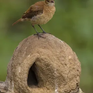 L'Amérique du Sud. Le Brésil. Un Hornero roux (Furnarius rufus) au sommet de son four ressemblant. L'Amérique du Sud. Le Brésil. Un Hornero roux (Furnarius rufus) au sommet de son four ressemblant.