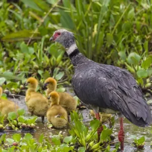 L'Amérique du Sud. Le Brésil. Un criard austral (Chauna torquata) et plusieurs poussins sont là. L'Amérique du Sud. Le Brésil. Un criard austral (Chauna torquata) et plusieurs poussins sont là.