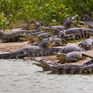 South America. Brazil. Spectacled caimans (Caiman crocodilus) in the Pantanal, the