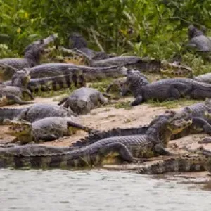 South America. Brazil. Spectacled caimans (Caiman crocodilus) in the Pantanal South America. Brazil. Spectacled caimans (Caiman crocodilus) in the Pantanal