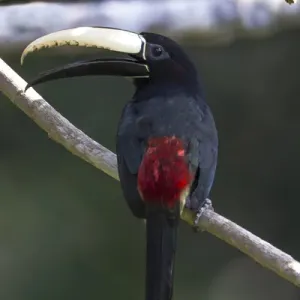 South America, Brazil, State of Amazonas, The Amazon, Near Manaus, black-necked aracari South America, Brazil, State of Amazonas, The Amazon, Near Manaus, black-necked aracari