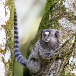 South America, Brazil, State of Sao Paolo, Sao Paolo, common marmoset, (Callithrix jacchus) South America, Brazil, State of Sao Paolo, Sao Paolo, common marmoset, (Callithrix jacchus)