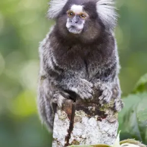 South America, Brazil, State of Sao Paolo, Sao Paolo, common marmoset, (Callithrix jacchus) South America, Brazil, State of Sao Paolo, Sao Paolo, common marmoset, (Callithrix jacchus)