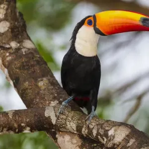 South America. Brazil. Toco Toucan (Ramphastos toco albogularis) is a bird with a South America. Brazil. Toco Toucan (Ramphastos toco albogularis) is a bird with a